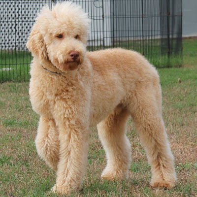 Health Certified Goldendoodle Parents