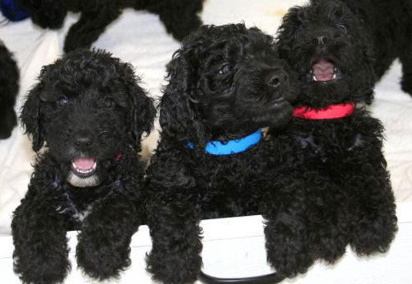 black english goldendoodle puppies