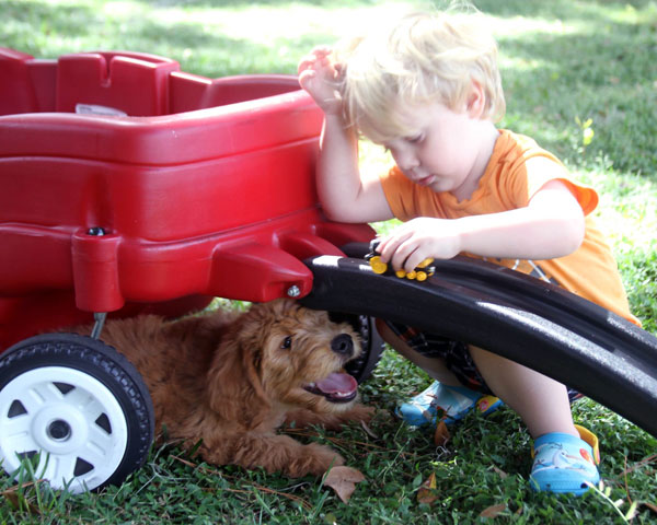 Goldendoodle Puppies at Boot Camp by Moss Creek Goldendoodles