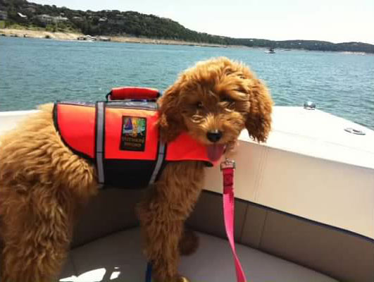 mini goldendoodle in swimming pool