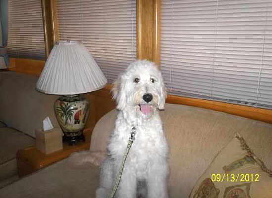 Sayler Therapy Goldendoodle at Safe Harbor