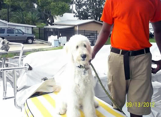 Sayler Therapy Goldendoodle at Safe Harbor