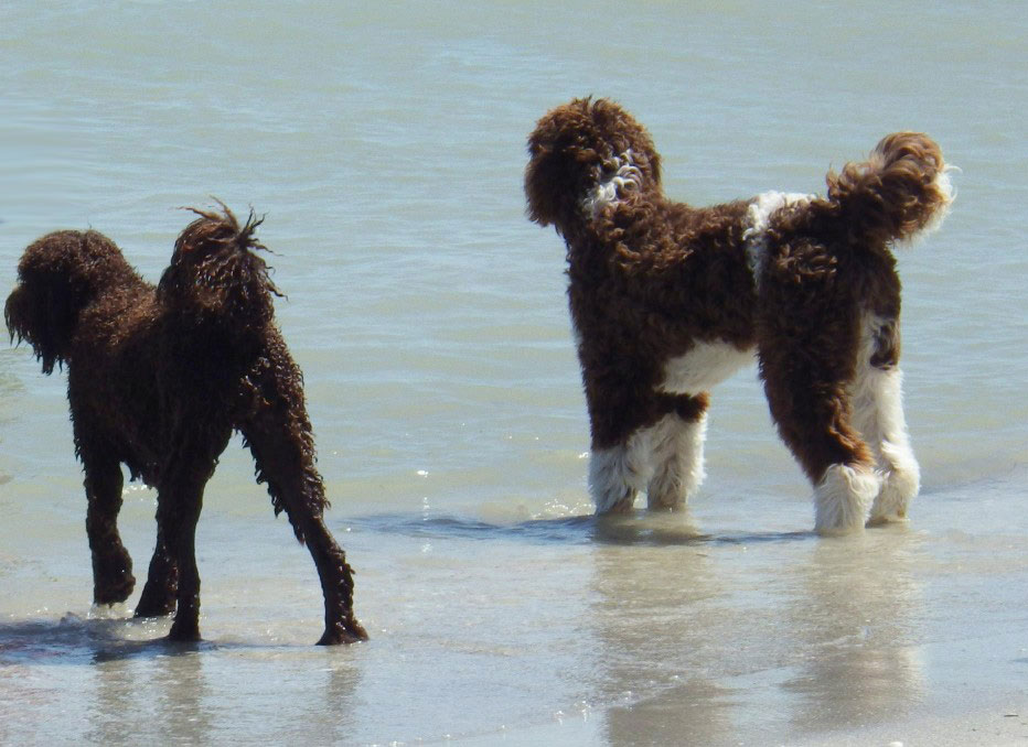 Goldendoodles in rain gear