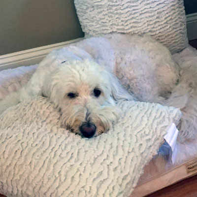 Moss Creek Goldendoodle Reviews