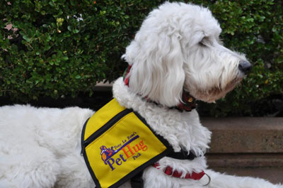 mini goldendoodle service dog