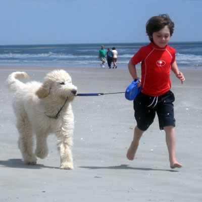 Moss Creek Goldendoodle Reviews