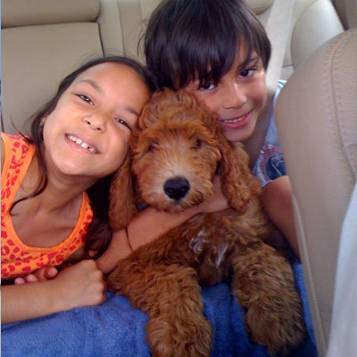 Moss Creek Goldendoodle Reviews