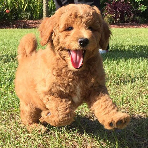 レッドゴールデンドゥードルの子犬