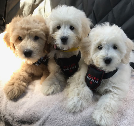 Red Goldendoodle Puppy