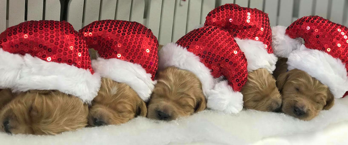 Red Goldendoodle Puppy