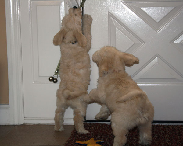 Goldendoodle Puppies at Boot Camp by Moss Creek Goldendoodles