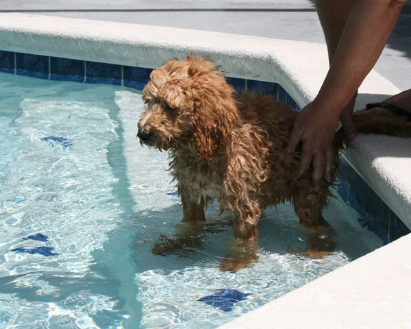 Goldendoodle Puppies at Boot Camp by Moss Creek Goldendoodles