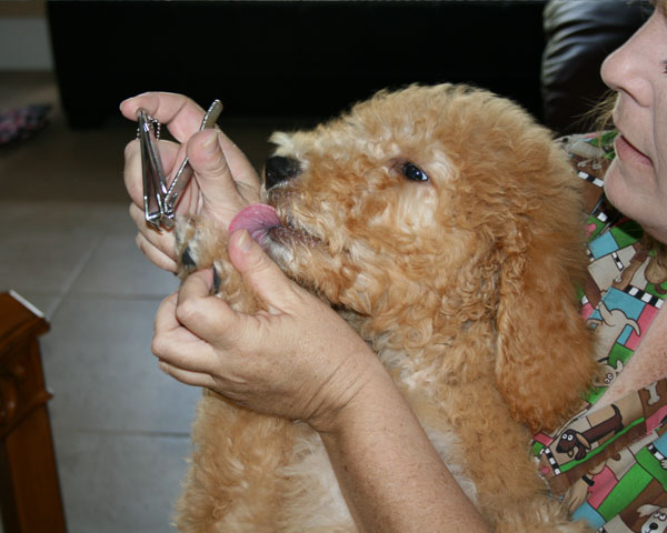 Goldendoodle Puppies at Boot Camp by Moss Creek Goldendoodles