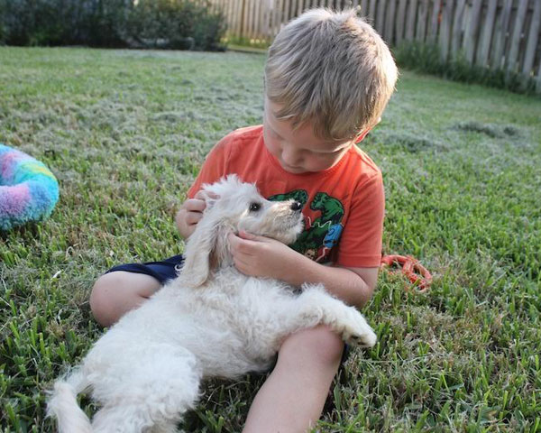 Goldendoodle Puppies at Boot Camp by Moss Creek Goldendoodles