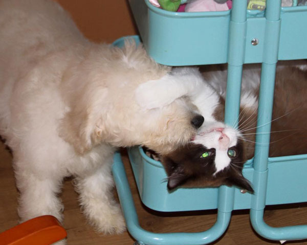 Goldendoodle Puppies at Boot Camp by Moss Creek Goldendoodles