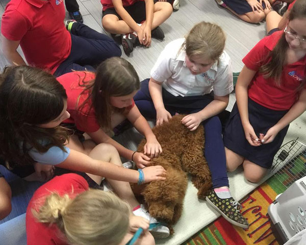 Goldendoodle Puppies at Boot Camp by Moss Creek Goldendoodles