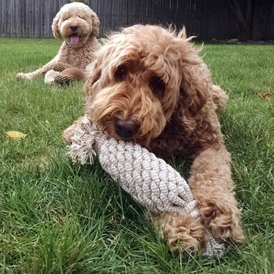 Moss Creek Goldendoodle Reviews