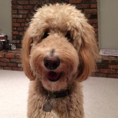 Moss Creek Goldendoodle Reviews