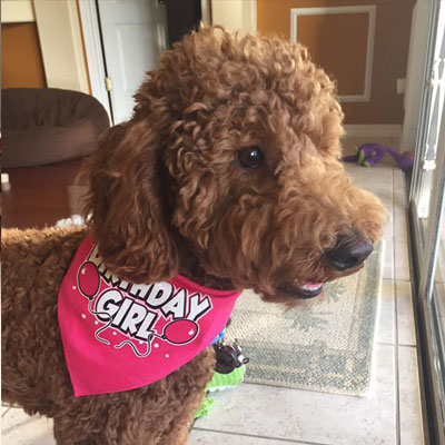 Moss Creek Goldendoodle Reviews