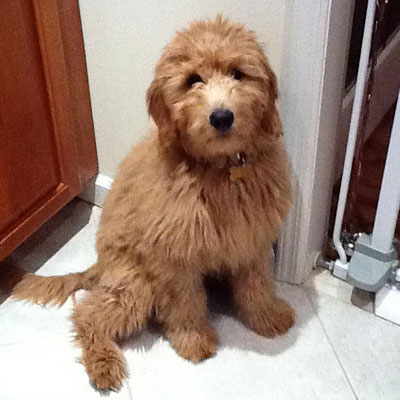 Moss Creek Goldendoodle Reviews