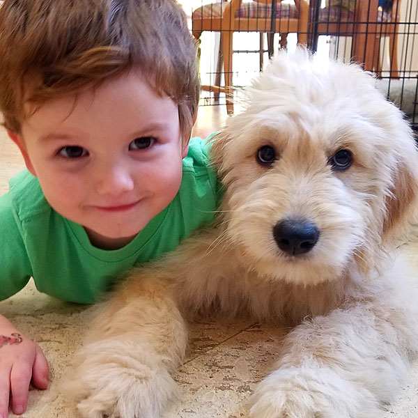 Moss Creek Goldendoodle Reviews