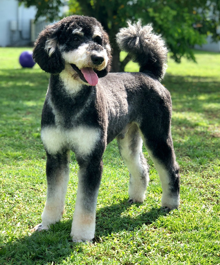 AKC Standard Poodle