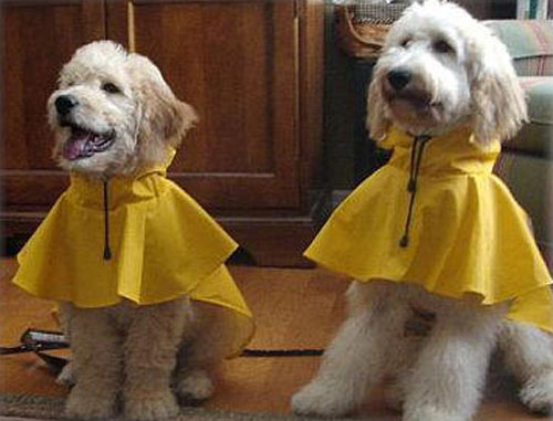 Goldendoodles in rain gear