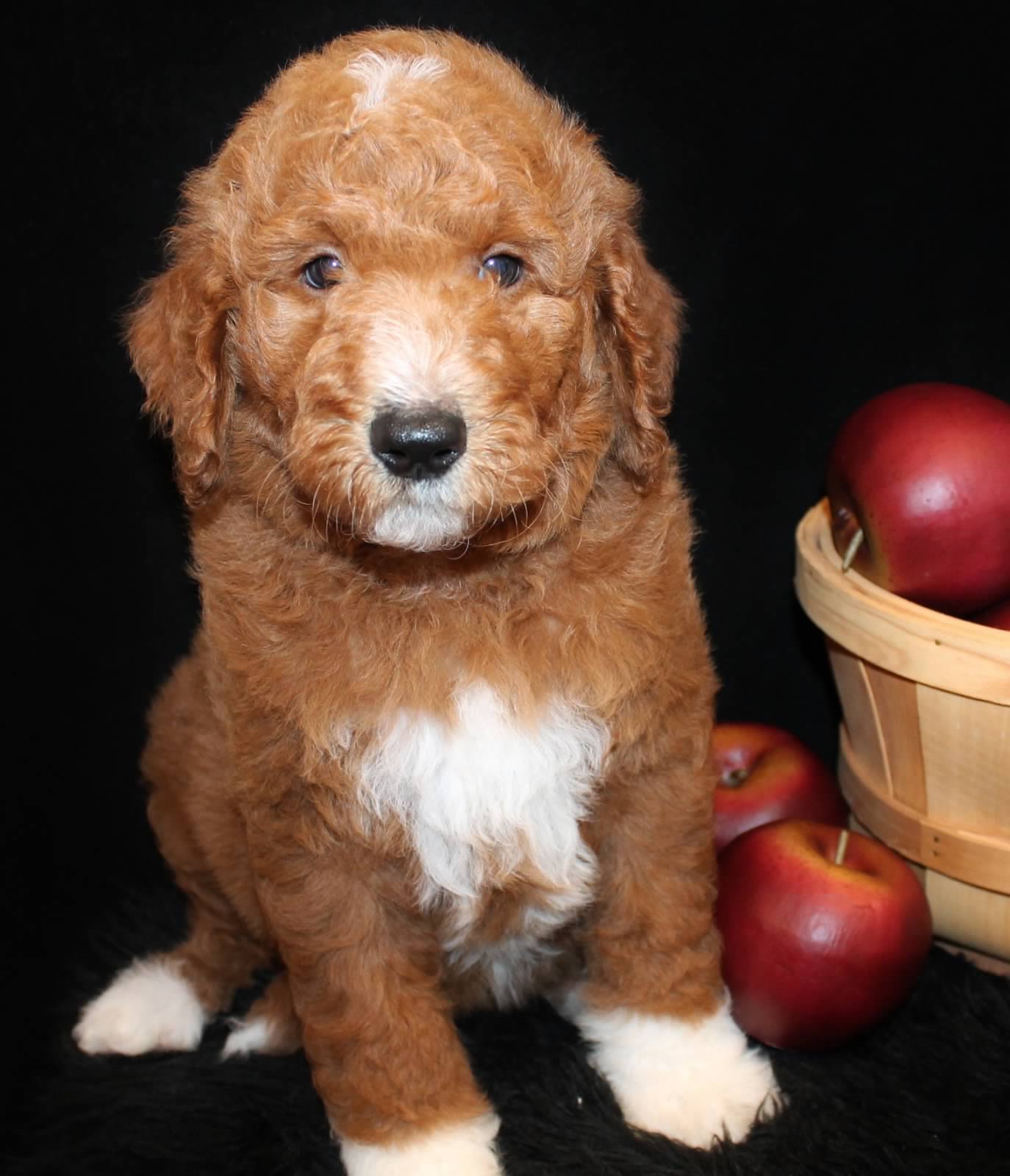 apricot and white goldendoodle