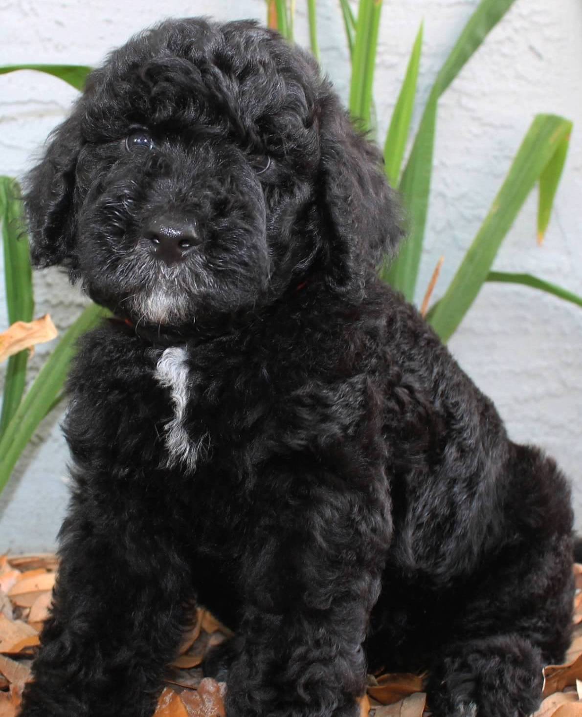 black english goldendoodle