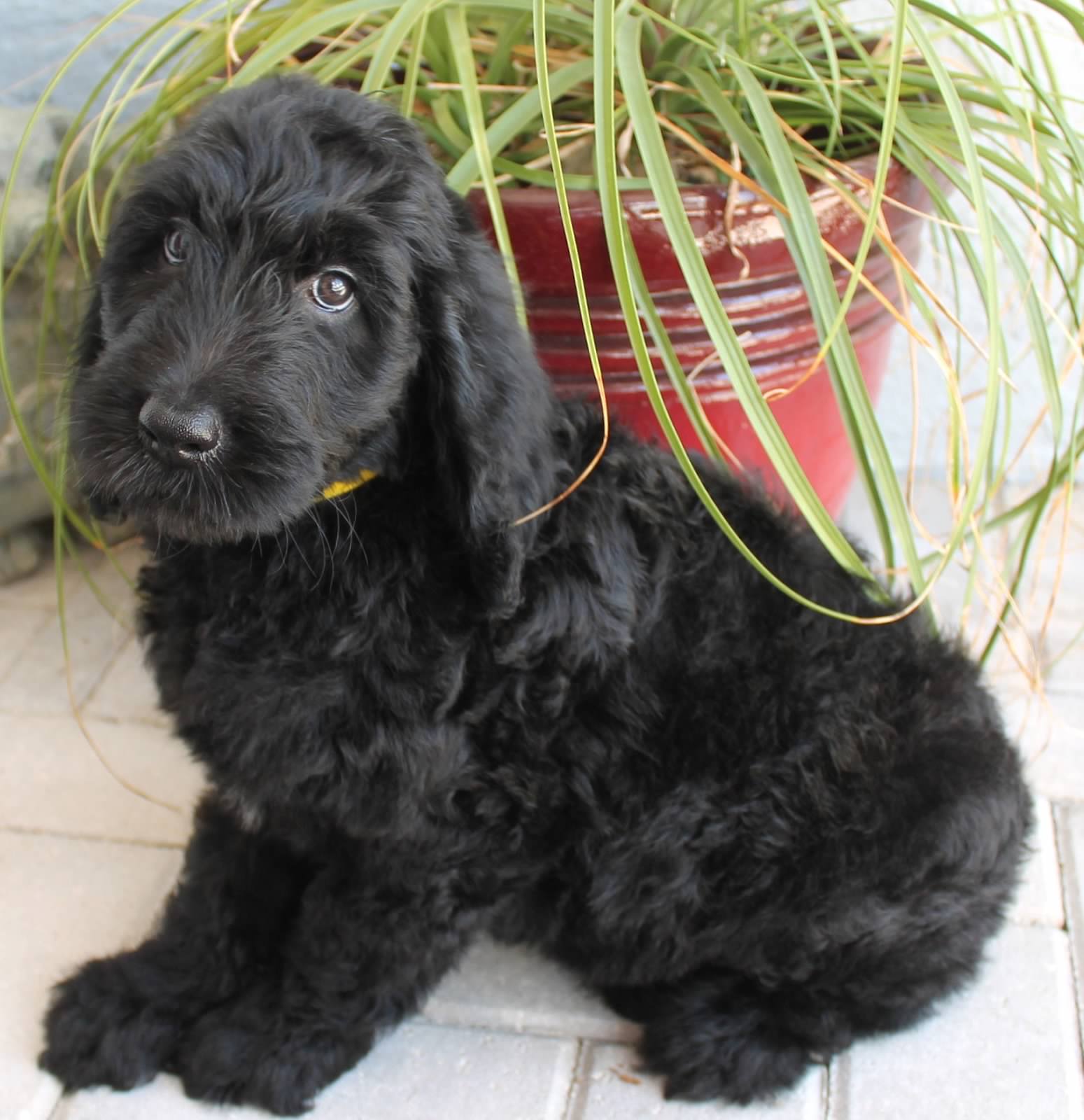 black goldendoodle