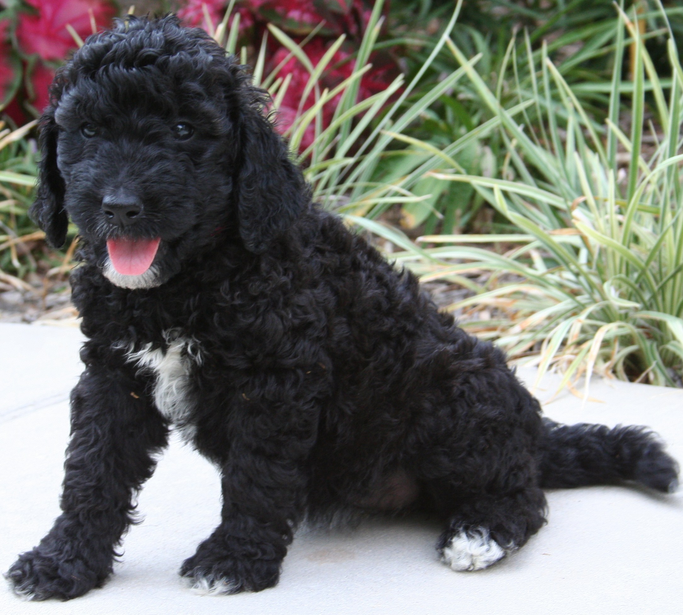 black goldendoodle breeder