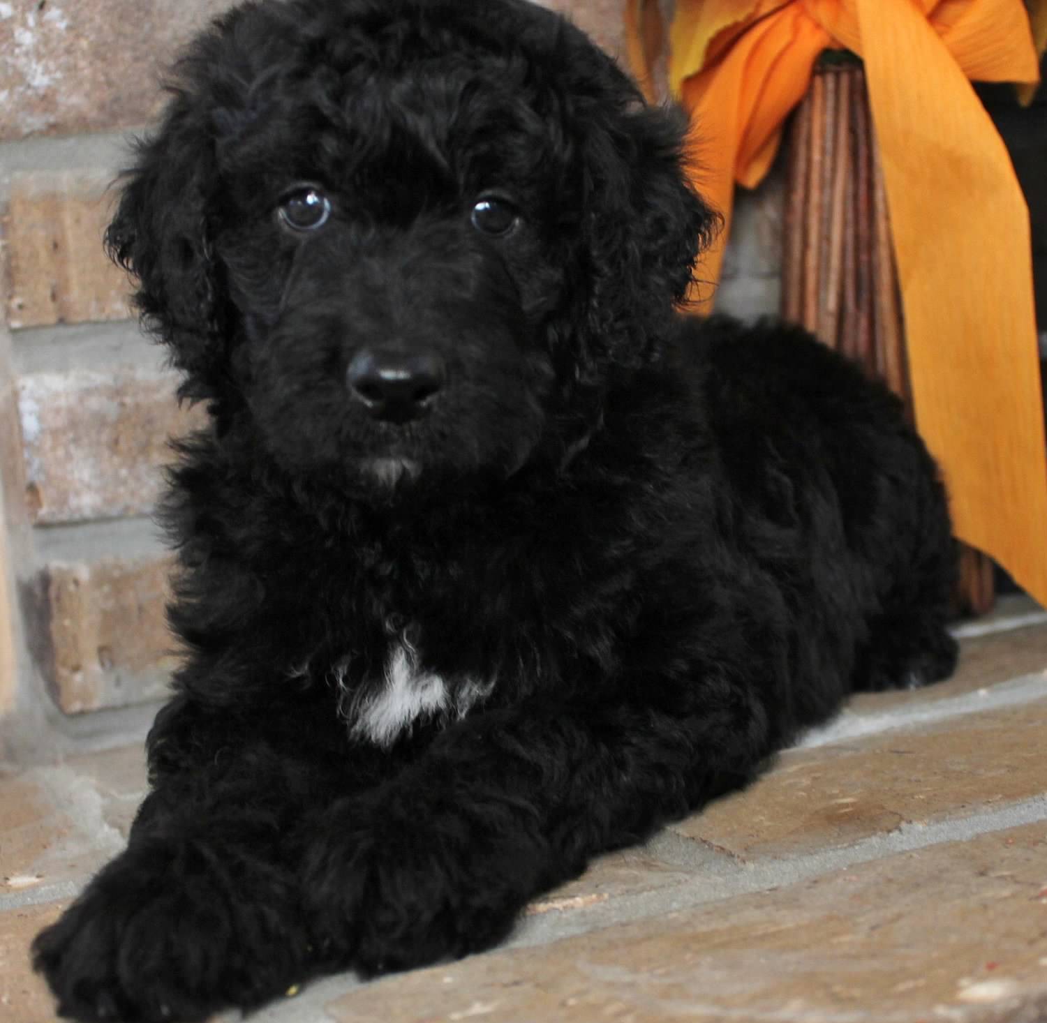 Black mini best sale goldendoodle