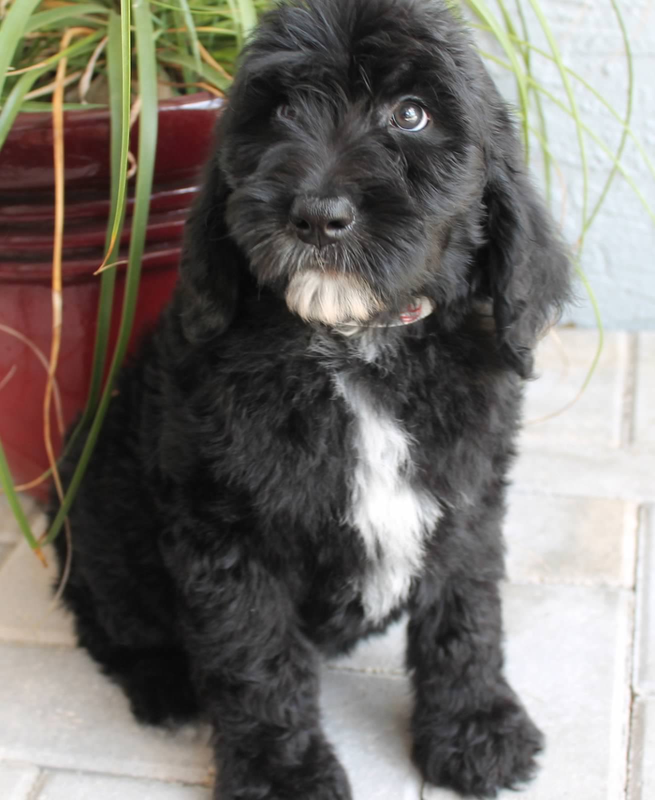 black english goldendoodle