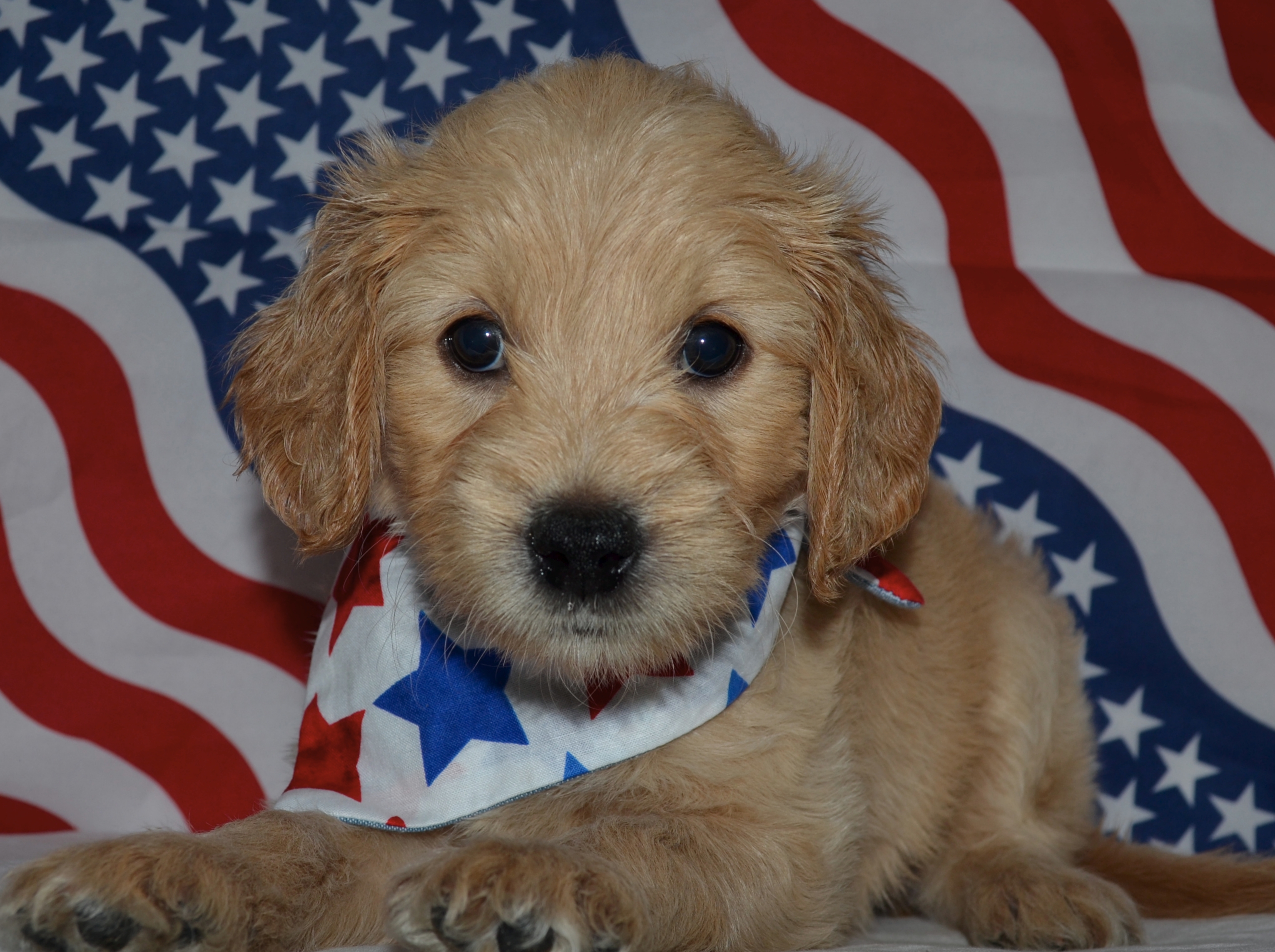 60 Best Photos F1 Goldendoodle Puppies Florida - Puppies Available