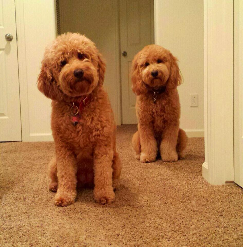 f1 f1b f2 goldendoodles