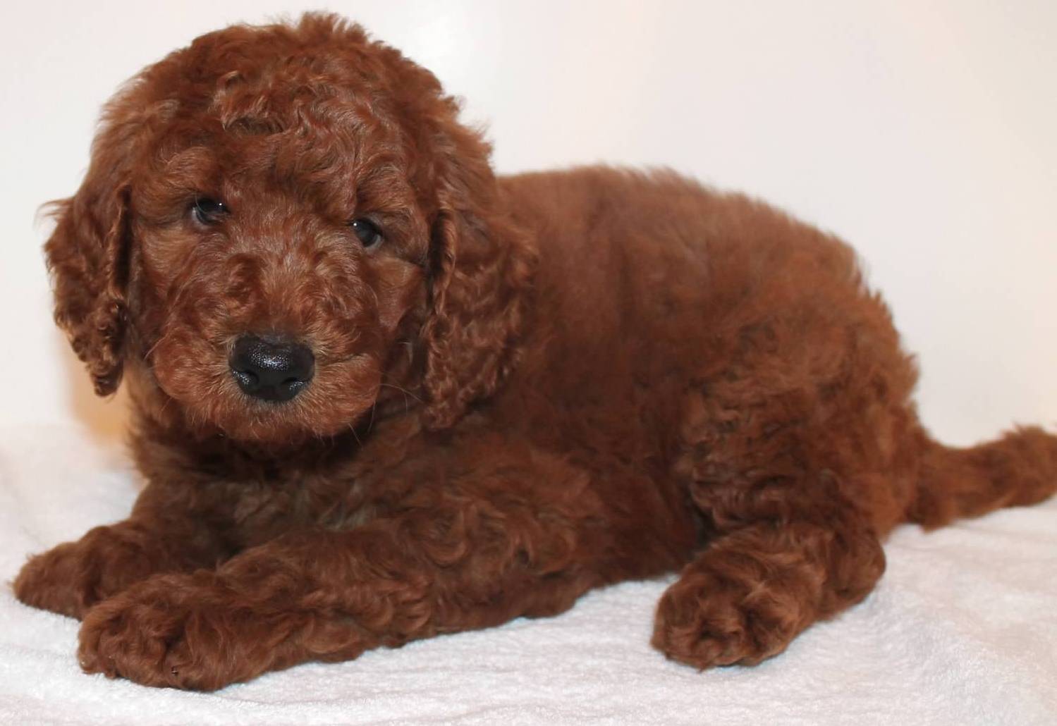 dark red goldendoodle