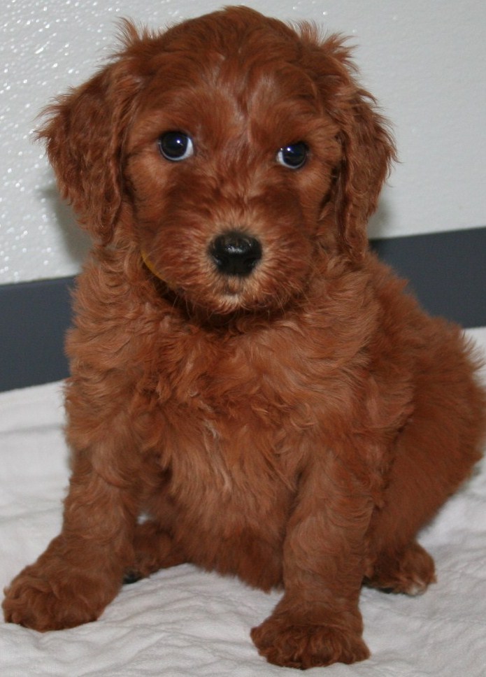 red goldendoodle breeders