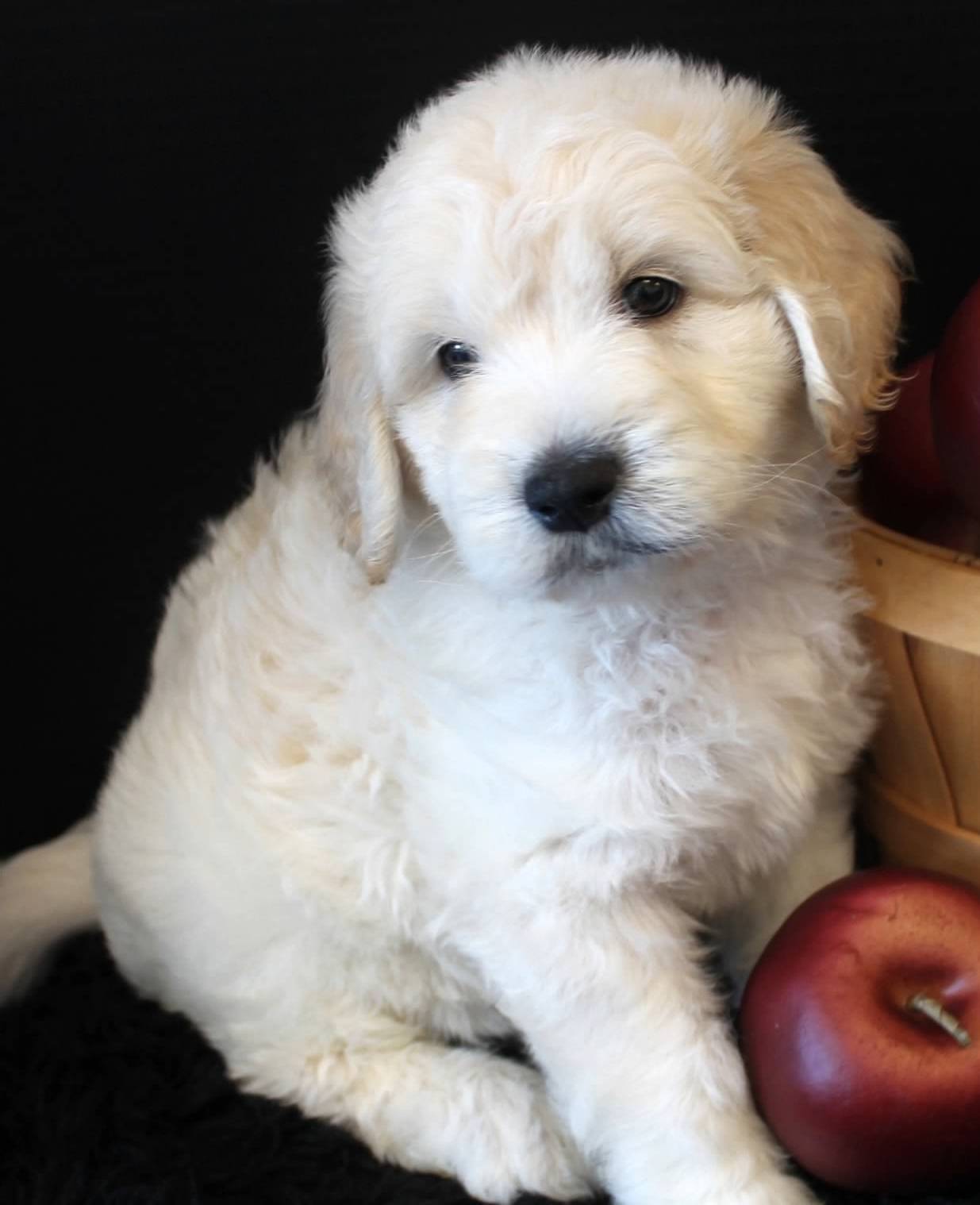 Blonde goldendoodle deals puppy