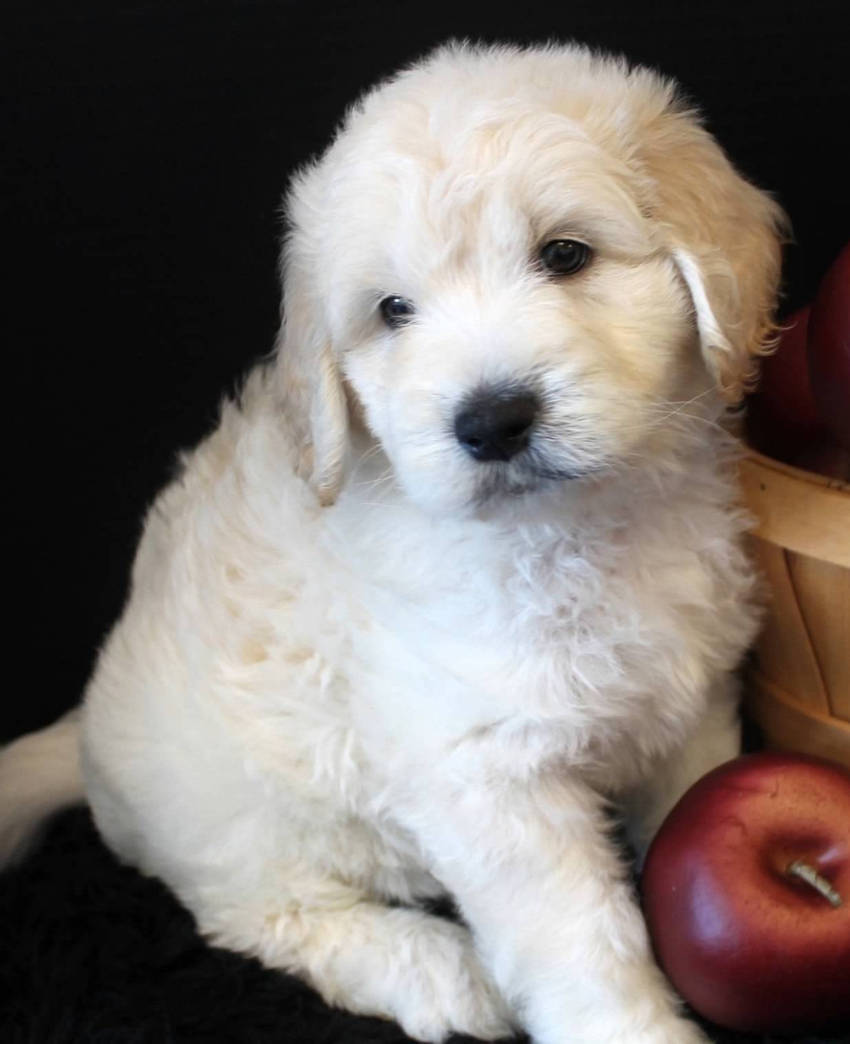 english cream goldendoodle puppies