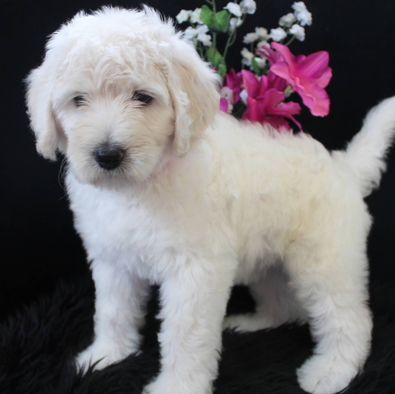 english cream goldendoodle puppies