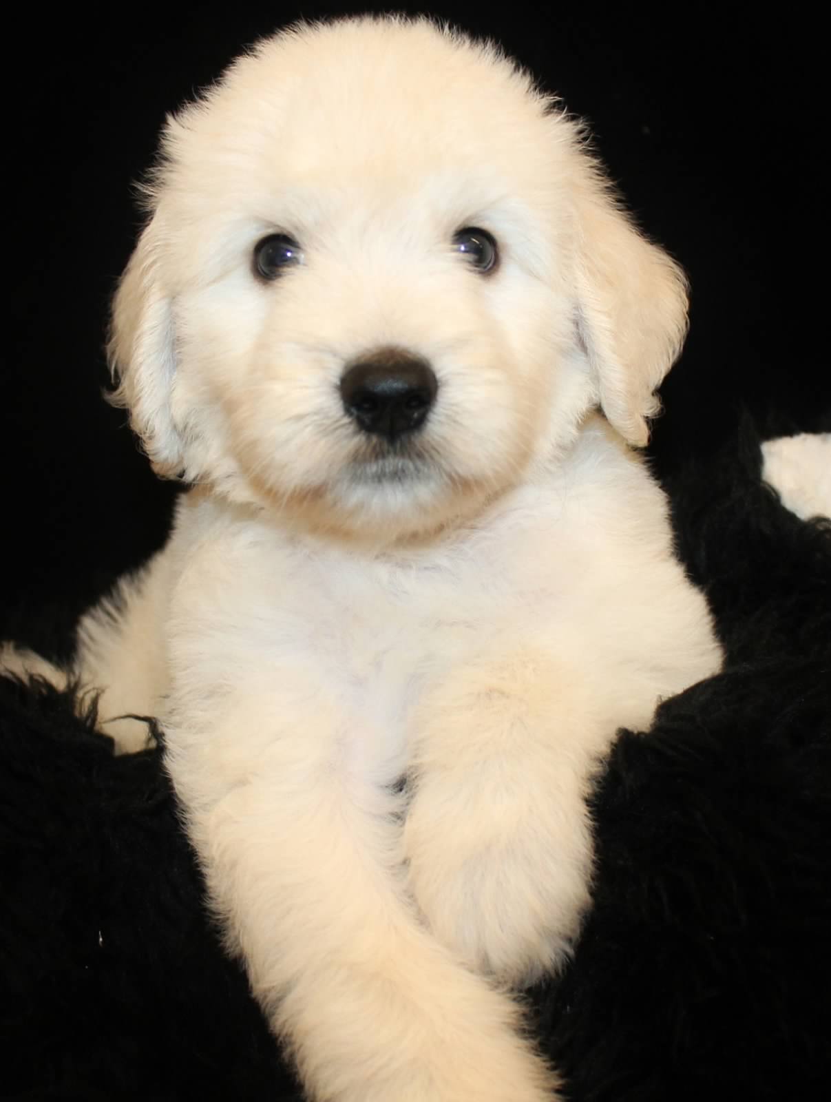 english cream goldendoodle puppies