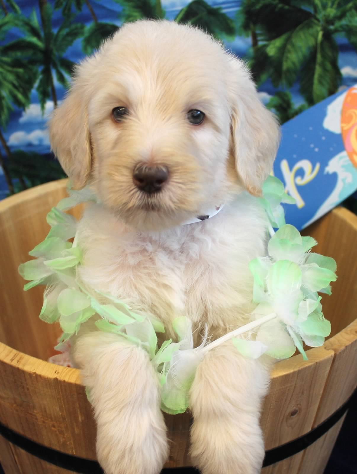 Goldendoodle Puppy Colors by Moss Creek Goldendoodles in ...
