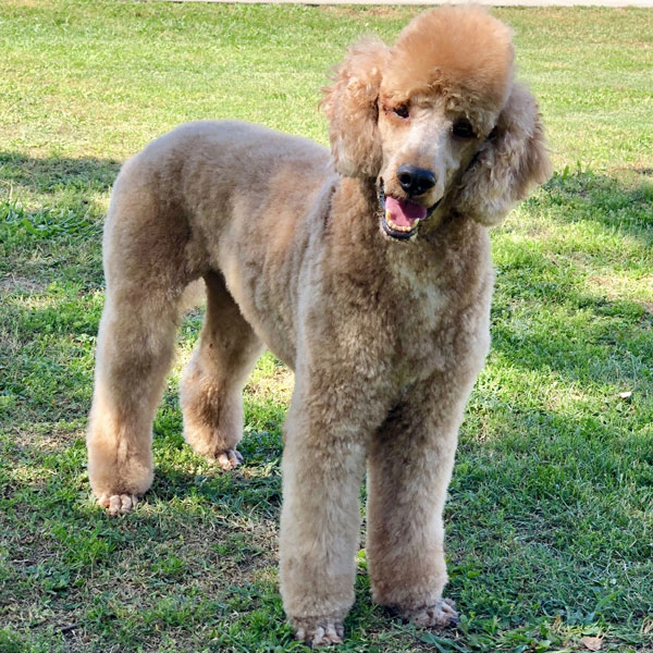 AKC Standard Poodle