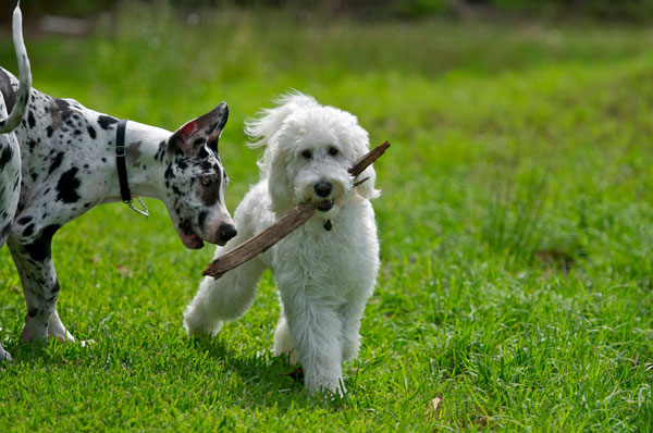 Goldendoodle Playing Stick