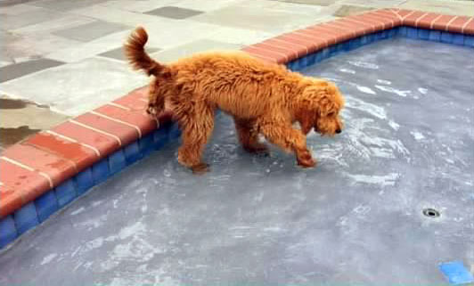 mini goldendoodle na piscina