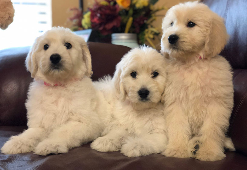 husky golden doodle