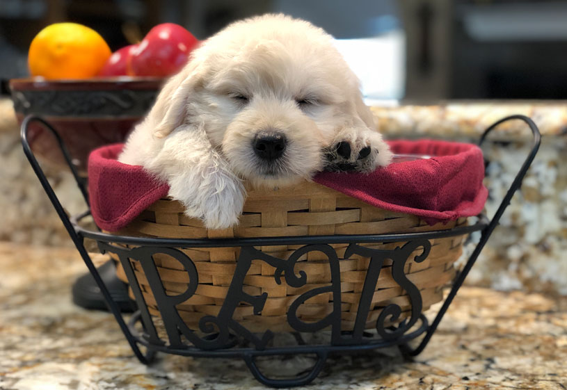 Goldendoodle Puppies by Moss Creek Doodles