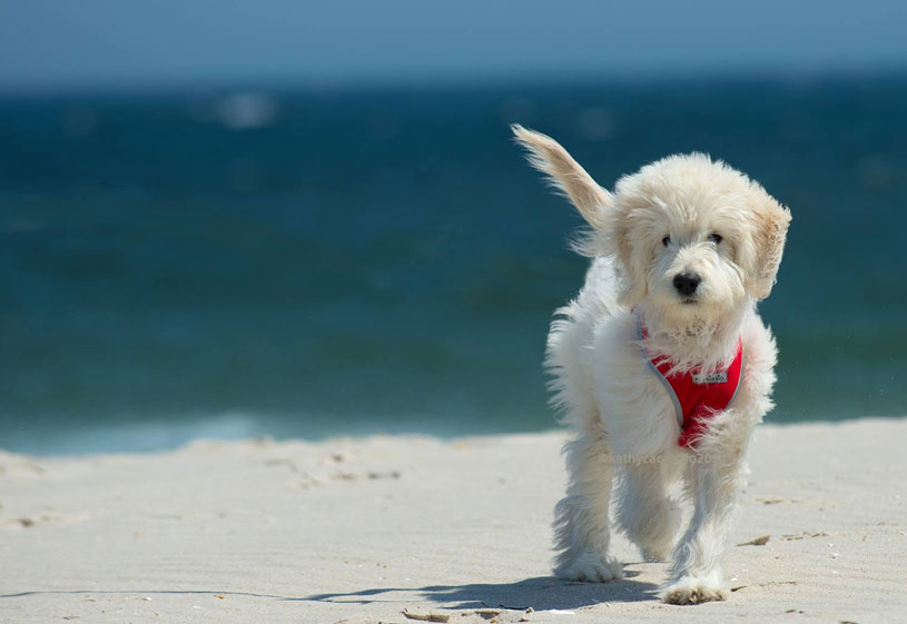 Goldendoodle Puppies by Moss Creek Doodles