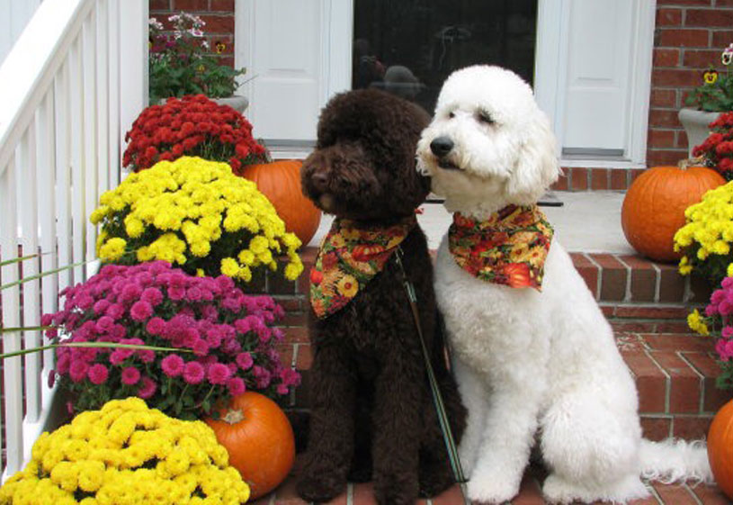 Goldendoodle Puppies by Moss Creek Doodles