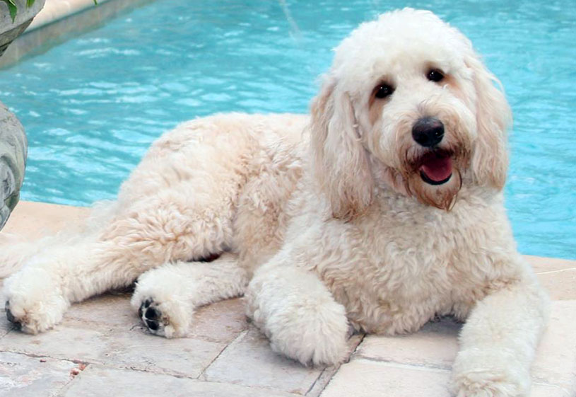 trained goldendoodle puppies